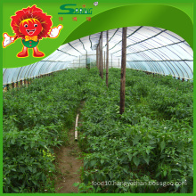 China green chilli manufacturer